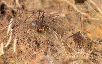 Media type: image;   Invertebrate Zoology 151614